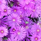 Purple Iceplant